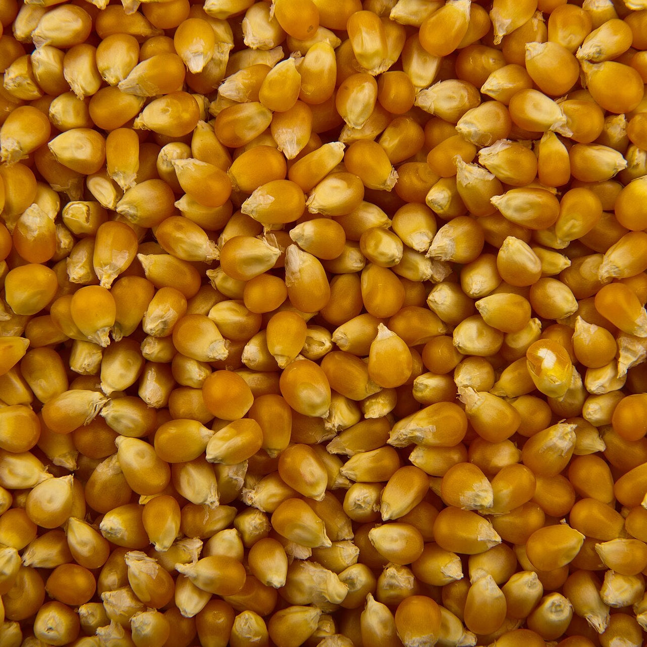 Premium Popcorn Kernels - Quality Popping Corn Options — Fast Direct ...